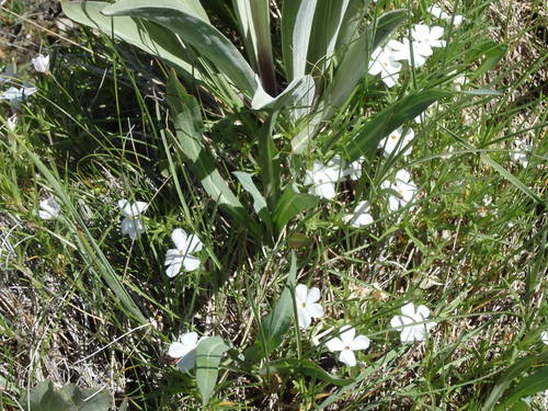 GDMBR: White Flower.